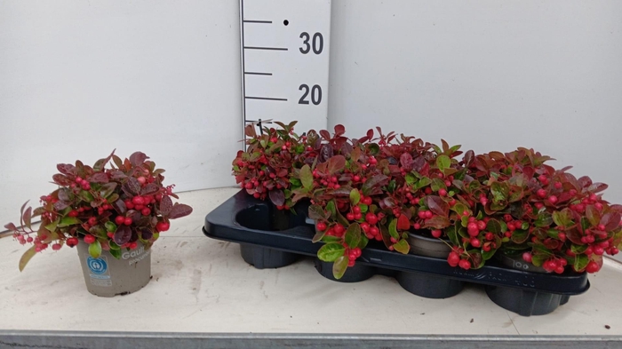 <h4>GAULTH PROCUMBENS</h4>