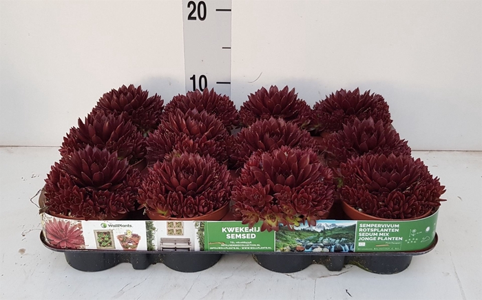 <h4>Sempervivum   ...</h4>