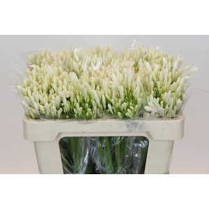 Agapanthus Eyfori White
