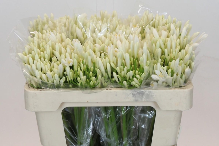 <h4>Agapanthus EYFORI White</h4>