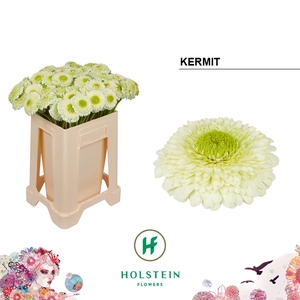 GE POMPONI KERMIT2.0 ANGEBOT