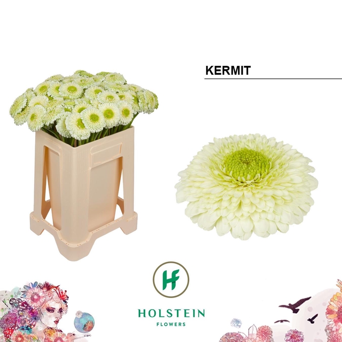 <h4>GE POMPONI KERMIT2.0 ANGEBOT</h4>