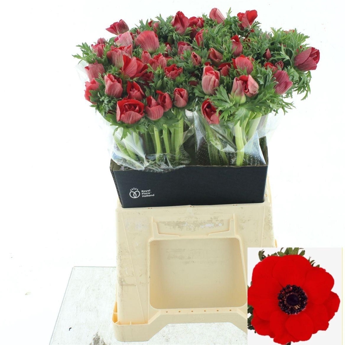 <h4>ANEM CO MAR RED</h4>