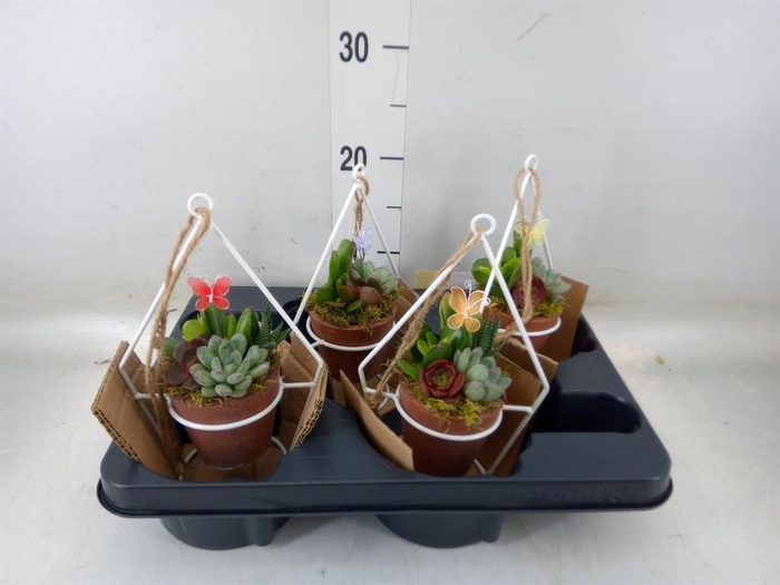 Arr.  Succulents L%