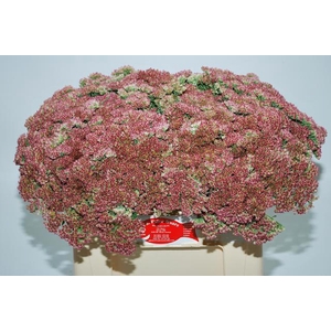 SEDUM SPECTABILE