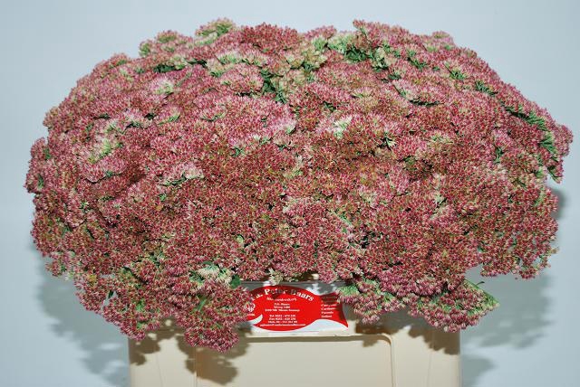 <h4>SEDUM SPECTABILE</h4>