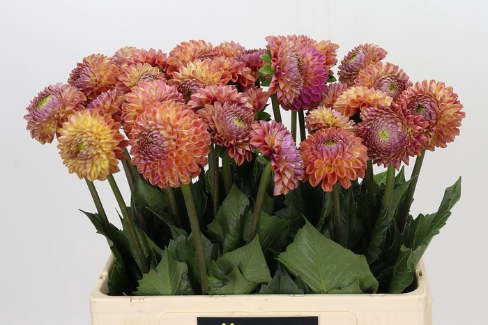 <h4>Dahlia Caitlin's Joy</h4>