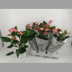 ANTHU A LIVIUM RED
