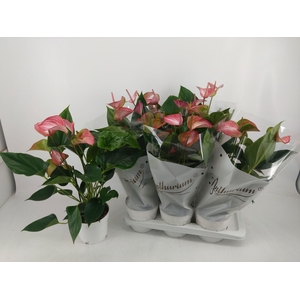 ANTHU A LIVIUM RED