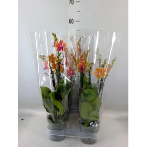 Phalaenopsis multi. 'Ant Bolgheri'