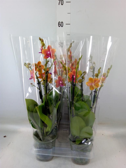 <h4>Phalaenopsis multi. 'Ant Bolgheri'</h4>