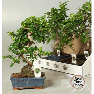 BONSAI GEM