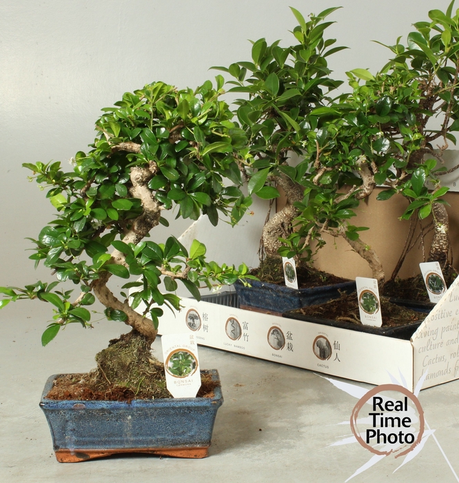 <h4>BONSAI GEM</h4>