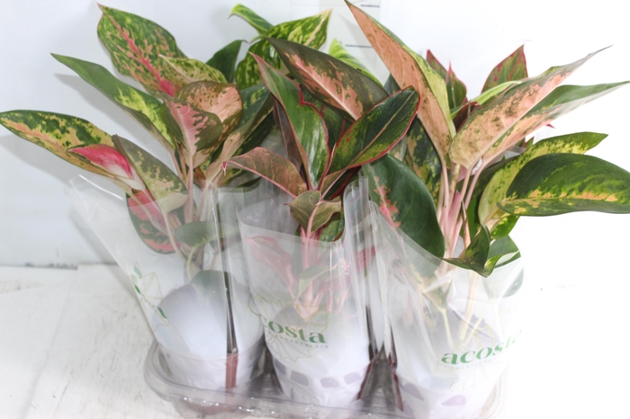 <h4>AGLAONEMA VARIADA P12</h4>