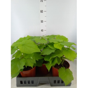 Sparrmannia africana