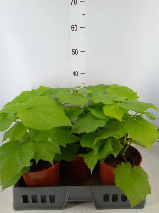 <h4>Sparrmannia africana</h4>