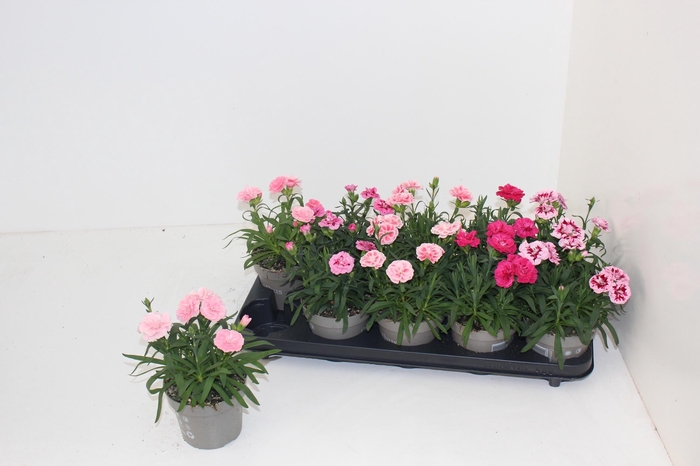 <h4>DIAN OSC GEM</h4>