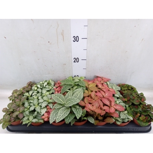 Fittonia   ...mix 7