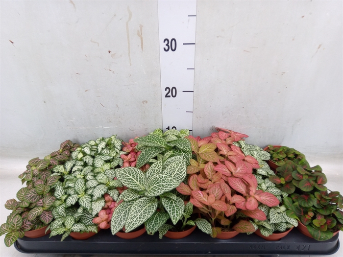 <h4>Fittonia   ...mix 7</h4>