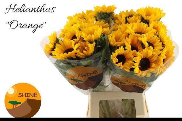 <h4>HELI ORANGE FIRE</h4>