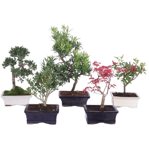 Outdoor Bonsai cv. pot 15cm