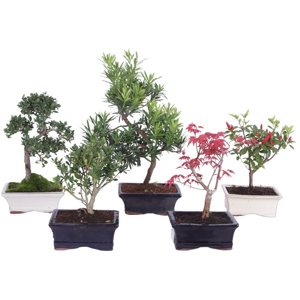 <h4>Outdoor Bonsai cv. pot 15cm</h4>