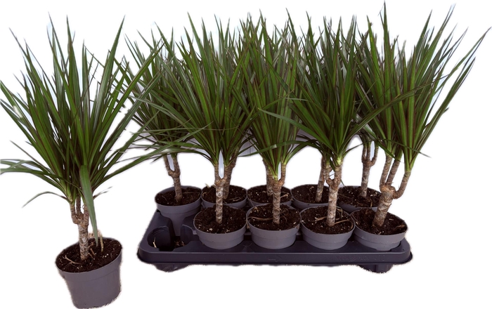 <h4>DRA MARGINATA</h4>
