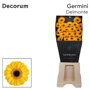 Germini Delmonte Diamond