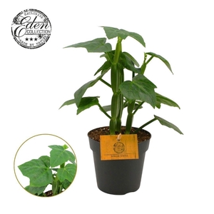 CISSUS OV