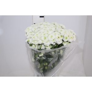 CRISANTEMO SANTINI AKOYA 060 CM