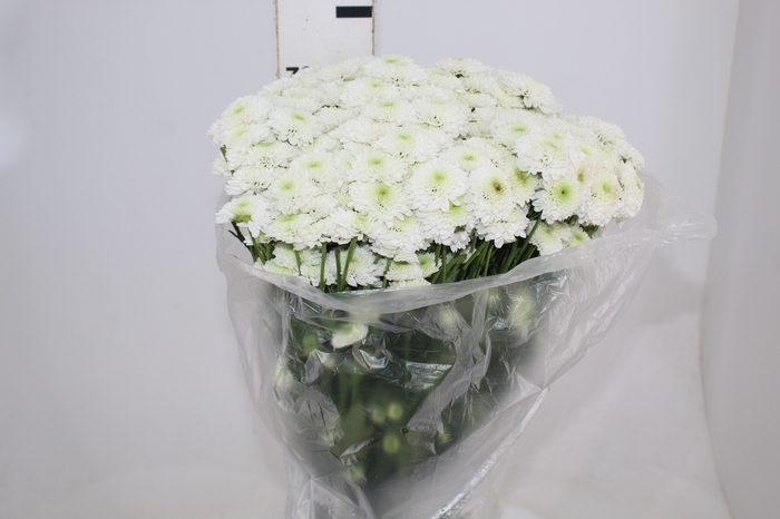 <h4>CRISANTEMO SANTINI AKOYA 060 CM</h4>