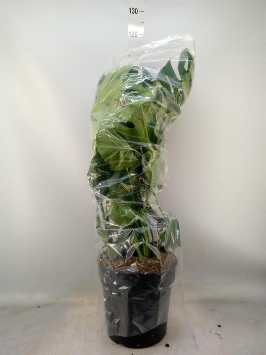 <h4>Monstera delic.</h4>