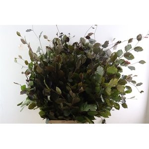 Fagus Sylvatica [beuk]