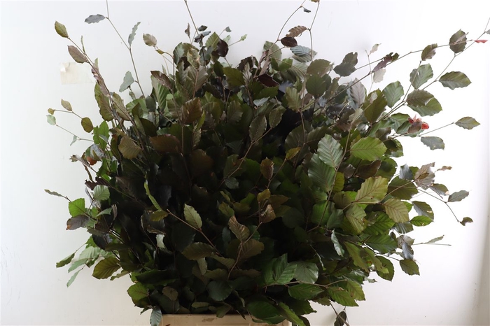 <h4>Fagus Sylvatica [beuk]</h4>