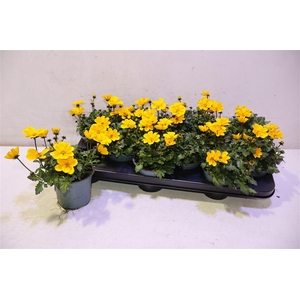 Bid Fe Golden Empire