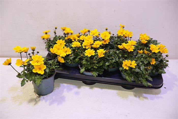 <h4>Bid Fe Golden Empire</h4>