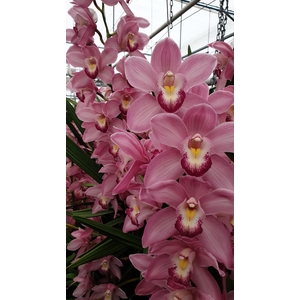 CYMB T PINK LAK ROSA 80 CM