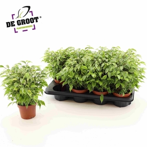 Ficus benj. Kinky
