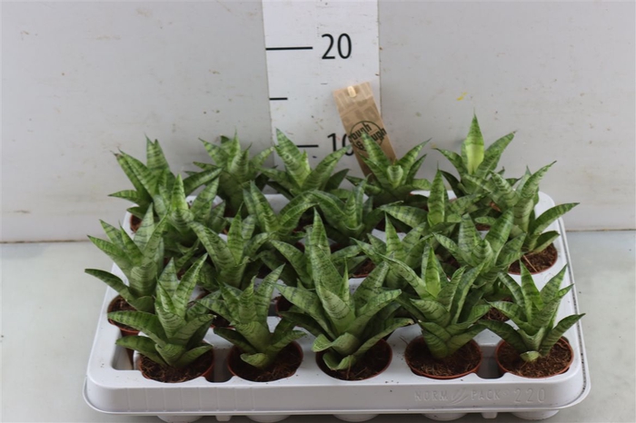 <h4>Sansevieria Tough Lady</h4>