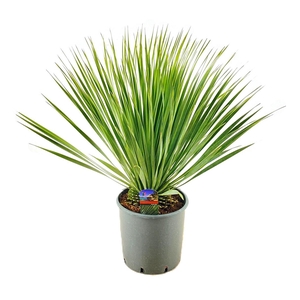Yucca rostrata