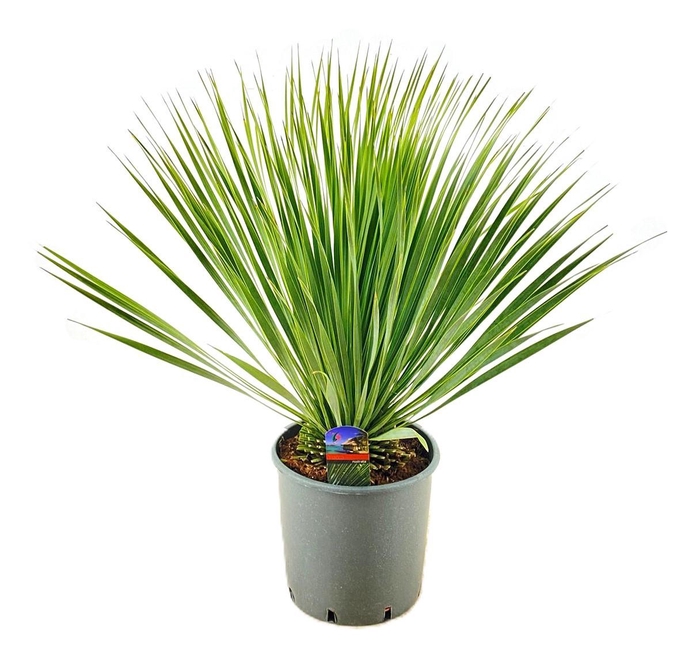 <h4>Yucca rostrata</h4>