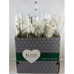 Phalaenopsis   ...white