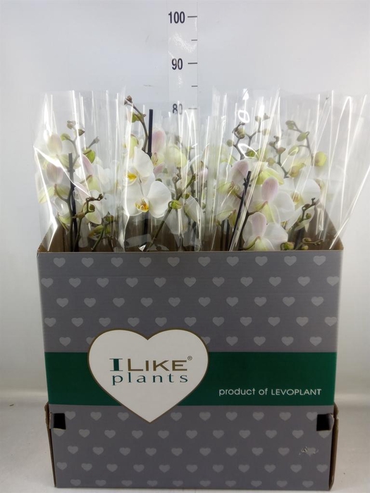 <h4>Phalaenopsis   ...white</h4>