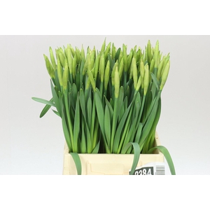 Narcissus En Dutch Master