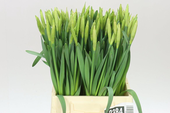 <h4>Narcissus En Dutch Master</h4>