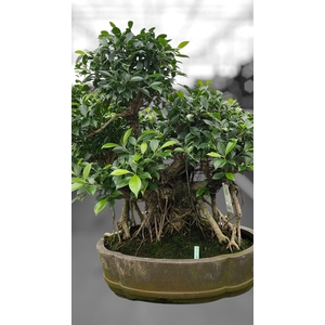 Ficus retusa, pot 49cm. Height 80cm.( single item)