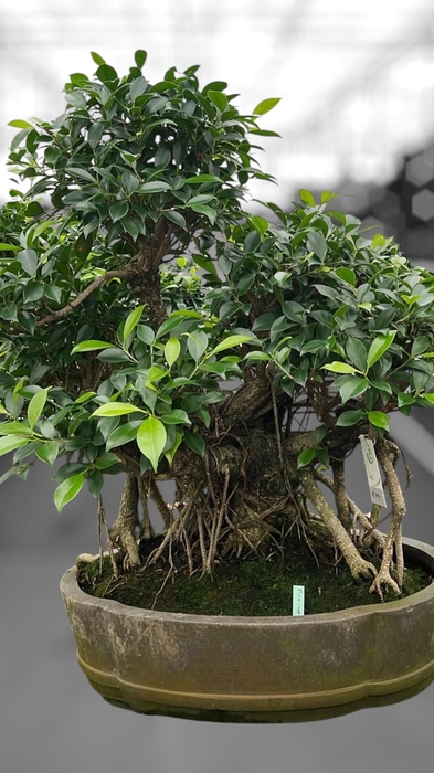 <h4>Ficus retusa, pot 49cm. Height 80cm.( single item)</h4>
