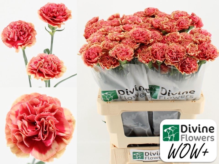 <h4>Dianthus ST 'Wow'</h4>