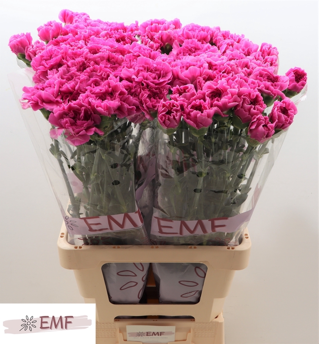 <h4>DI ST FARIDA</h4>