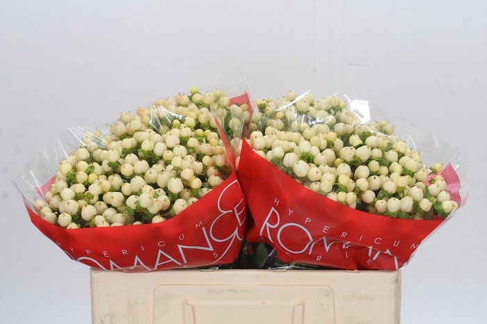 Hypericum Cool Romance